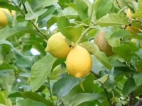 “Shall I compare&nbsp;thee…