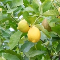 “Shall I compare&nbsp;thee…